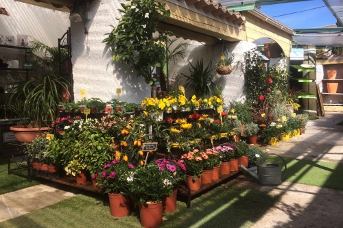 LES PLANTES DU SOLEIL