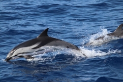 VEDETTES ILES D'OR ET LE CORSAIRE - Nautisme Cavalaire-Sur-Mer